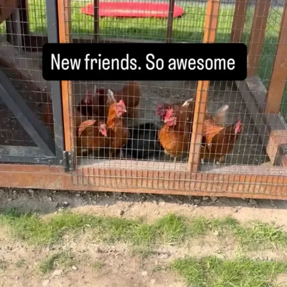 Chickens in a newly built coop run